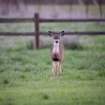 878开奖号前后关联走势深度解析 omelsvnydk